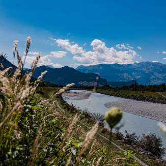 View of the Rhine with gravel bank and Alpine panorama on a sunny day in Liechtenstein, with grasses and wildflowers in the foreground