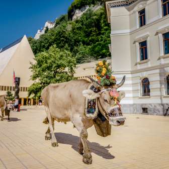 Cow decorated with flowers during the traditional alpine ride through the government district in Vaduz, with the Liechtenstein parliament building in the background