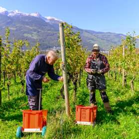 Two winegrowers harvesting grapes in a sunny vineyard in Liechtenstein with a view of the Alps in the background