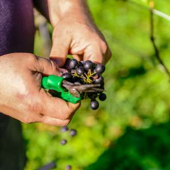 Close-up of a winegrower cutting ripe grapes with green scissors during the grape harvest in Liechtenstein