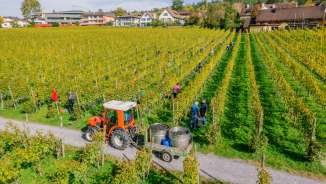Grape harvest in an autumnal vineyard in Liechtenstein with harvest helpers and tractor trailer for grapes