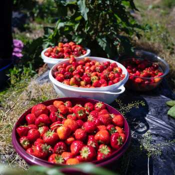 Freshly picked strawberries in large trays in the Bangshof field - seasonal fruit variety from our own cultivation.