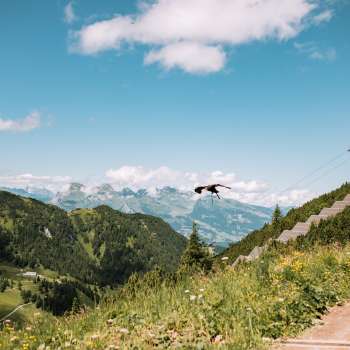 Eagle flies in the Liechtenstein mountains