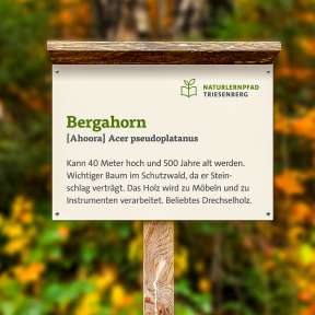 Educational panel with information on the sycamore maple (Acer pseudoplatanus) on the nature trail in Triesenberg, Liechtenstein, against an autumn-colored forest background.
