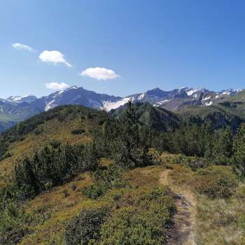 Hiking trail through alpine heathland with views of the snow-covered peaks.