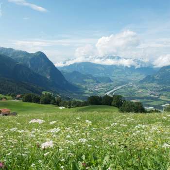 View over a flowering meadow into the Rhine valley with surrounding mountains.