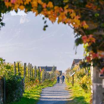 Autumnal wine trail, lined with colorful leaves and an arbor of vines.