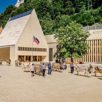Festively decorated cows on the traditional alpine ride through the government district in Vaduz, with the parliament building and Liechtenstein flag