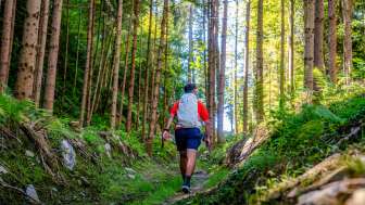 Hikers on a narrow path through sparse coniferous forest in Liechtenstein, surrounded by green vegetation and sunlight