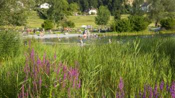Blooming meadow flowers in front of the Grossabünt bathing lake - a popular excursion destination in Liechtenstein for nature and bathing enthusiasts.