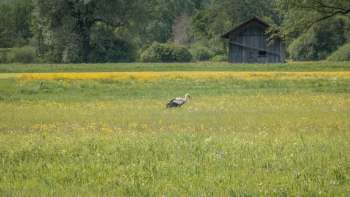 A field in Ruggell Wetland a stork in the middle of a flowering meadow and a wooden hut in the background