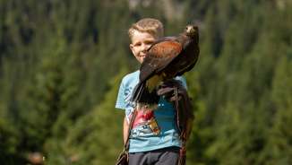 Eagle sitting on the hand of a boy