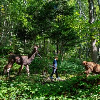 A child leads a llama along a forest path through the green thicket during llama and alpaca trekking