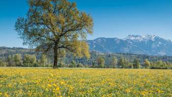  Blooming spring meadow in the Ruggell Wetland with a single tree and snow-covered Alps in the background