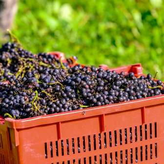 Boxes of freshly harvested dark grapes in a meadow in Liechtenstein, ready for wine production
