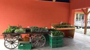 Planted wooden trolley with fresh vegetable seedlings in the covered outdoor area of the Birkahoflädile - direct sales in Liechtenstein.