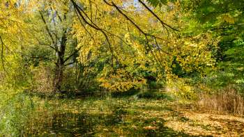 Colorful autumn atmosphere at the pond in the Haberfeld Nature Park with yellow leaves and calm water surface.