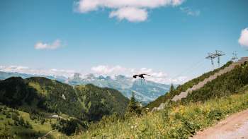 A majestic bird of prey flies over the blossoming alpine meadows near Malbun with a view of the surrounding mountains and the Rhine Valley.