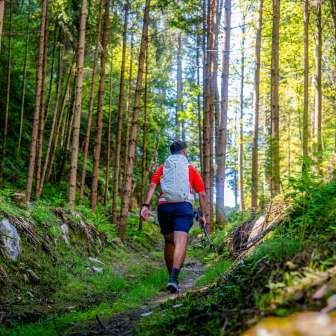 Hikers on a narrow path through sparse coniferous forest in Liechtenstein, surrounded by green vegetation and sunlight