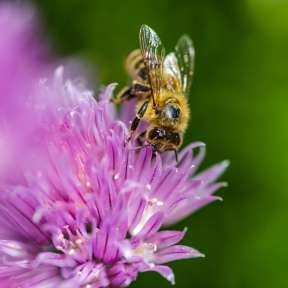 Close-up of a bee on a purple flower against a green background - a symbol of biodiversity and nature conservation in Liechtenstein
