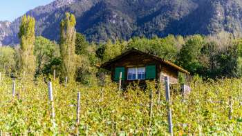 Small hut with green shutters in the middle of an autumnal vineyard against an Alpine backdrop