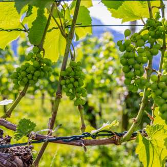 Green grapes in the sunlight between rows of vines in Liechtenstein - a symbol of regional viticulture and summer mood
