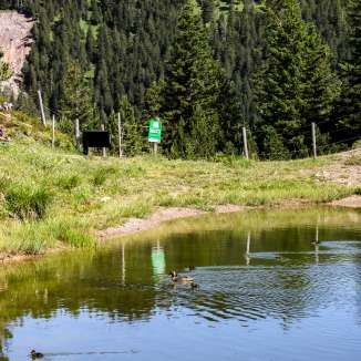 Ducks swim on the tranquil Saas Lake in Malbun, Liechtenstein, surrounded by coniferous forest and green mountain scenery