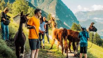 Guided llama hike on a mountain trail