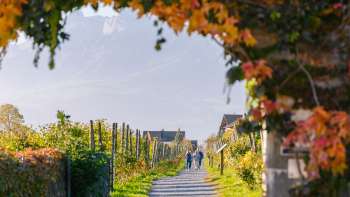 Autumnal wine trail, lined with colorful leaves and an arbor of vines.