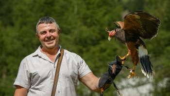 Falconer with Harris Hawk on his hand