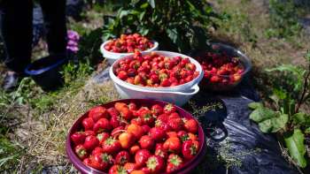 Freshly picked strawberries in large trays in the Bangshof field - seasonal fruit variety from our own cultivation.