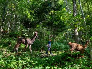 A child leads a llama along a forest path through the green thicket during llama and alpaca trekking