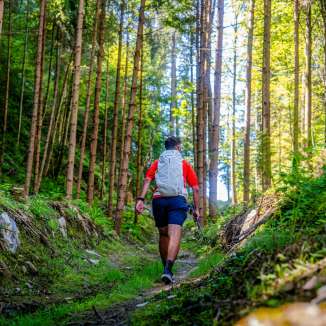 Hikers on a narrow path through sparse coniferous forest in Liechtenstein, surrounded by green vegetation and sunlight
