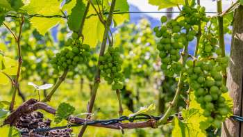 Vines with ripening grapes glistening in the sun against a blue sky.
