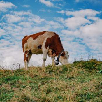 A brown and white cow stands on a green pasture under a blue sky in Liechtenstein - a symbol of species-appropriate animal husbandry and closeness to nature.