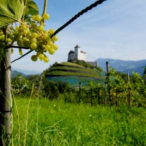 Ripe grapes in the foreground, behind Gutenberg Castle in Balzers - wine landscape in Liechtenstein