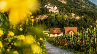 Vaduz Castle from the vineyard - cultural landscape and pleasure region Liechtenstein View of Vaduz Castle from the wine trail through the vineyards with flowers, vines and houses in Liechtenstein