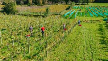 Grape harvest in the sunny vineyard of the Hoop winery - manual work and regional quality from Liechtenstein.
