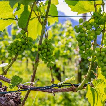 Vines with ripening grapes glistening in the sun against a blue sky.