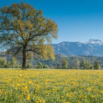  Blooming spring meadow in the Ruggell Wetland with a single tree and snow-covered Alps in the background