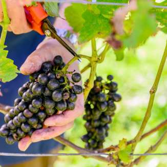 Close-up of a hand cutting ripe dark grapes from a vine with scissors during the grape harvest in Liechtenstein