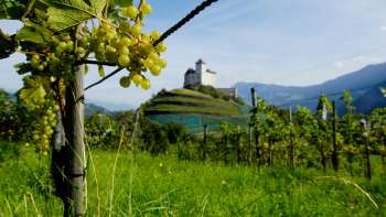 Vines with ripe grapes in the foreground, behind them the imposing Gutenberg Castle in Balzers