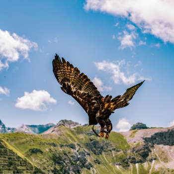 Eagle flies in the Liechtenstein mountains