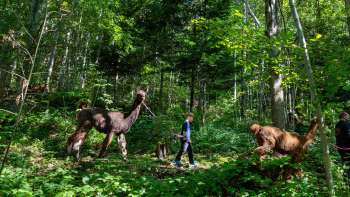 Llama and alpaca trekking through the shady forest