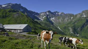 Cows on the Alp Gritsch in Liechtenstein against an impressive mountain backdrop on a sunny summer's day. Cows on the Alp Gritsch in Liechtenstein against an impressive mountain backdrop on a sunny summer's day.