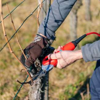 Pruning in the vineyard with electric shears as part of Liechtenstein's near-natural viticulture