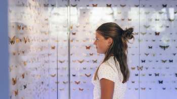 A child looks at a butterfly collection at the Liechtenstein National Museum