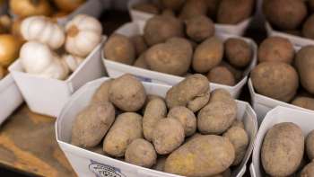 Freshly harvested potatoes from our own production in the Neufeldhof farm store - regional and natural.