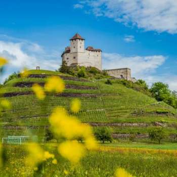 Gutenberg Castle towers over a green vineyard with bright yellow flowers