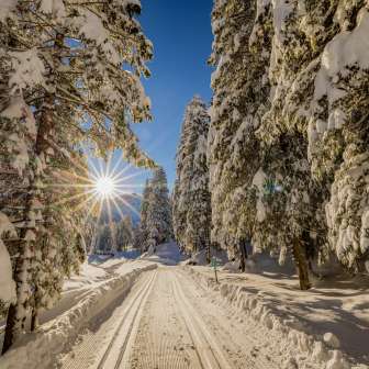 Snow-covered winter forest and cross-country ski trails in Steg, Liechtenstein, with bright sunshine in the sky.
